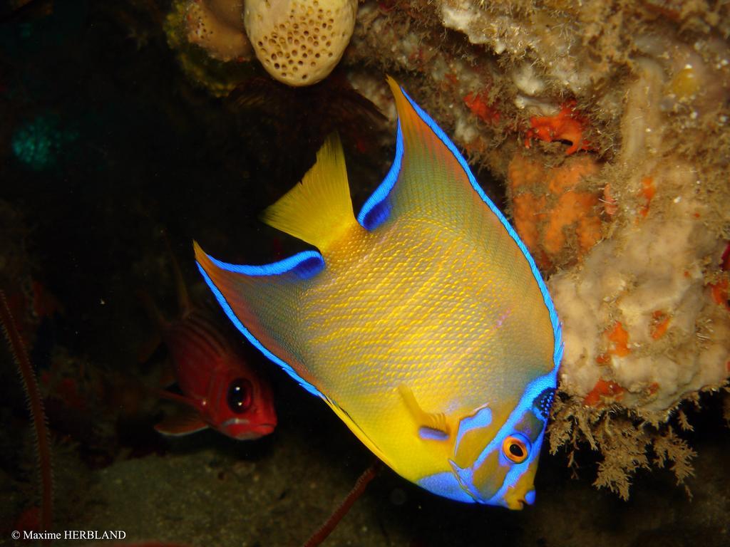 Vila Carribbean Madicreole Au Carbet Le Carbet Exteriér fotografie
